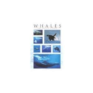  Whales (01) Movie Poster, 24 x 36