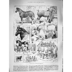  1883 CART HORSE SHOW AGRICULTURAL HALL GILBEY GELDING 