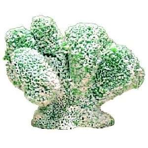  Cats Paw Coral   Green