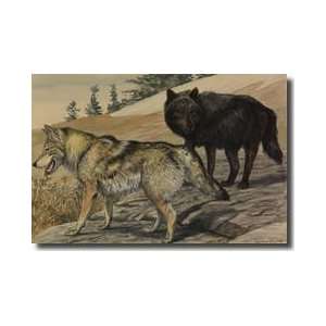  Two Species Of Wolf Giclee Print