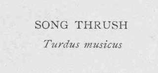 Birds SONG THRUSH. Attractive Antique Print. 1907  