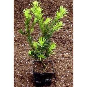  Buddhist Pine Tree   Bonsai/Houseplant   Podocarpus   4 