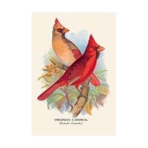  Virginian Cardinal 20x30 poster