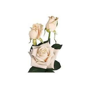 150 Stems of White Roses (Vendela) 27.55 (70cm.)