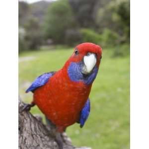  Crimson Rosella, Platycercus Elegans, Wilsons Promontory 