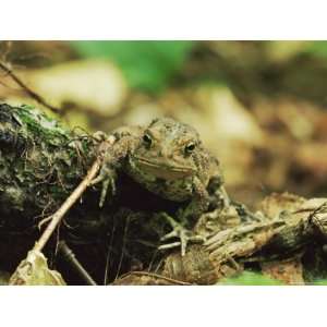  Woodhouses Toad (Bufo Woodhousei), Ricketts Glen State 