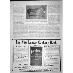  1904 HORSE CESAREWITCH BOTTOMLEY WARGRAVE LEMCO COOKERY 