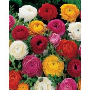  Ranunculus (Persian Buttercup) 5 bulbs potted Patio, Lawn 