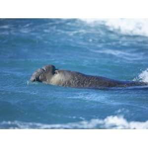  A Southern Elephant Seal Male Swimming, Sea Lion Island 