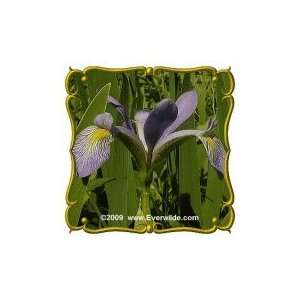   Flag Iris (Iris virginica shrevei) Jumbo Wildflower Seed Packet (60