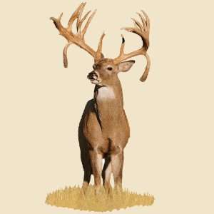   Double Drop Tyne Whitetail Buck Indoor Wall Graphic