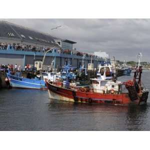  Fishing Boats Unloading their Catch, Guilvinec, Finistere 