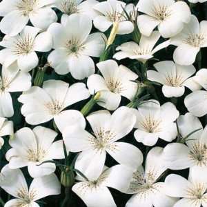  Agrostemma Bianca White  25 Seeds Patio, Lawn & Garden