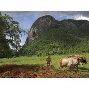  Peasant Farmer Ploughing Field with His Two Oxen, Vinales 