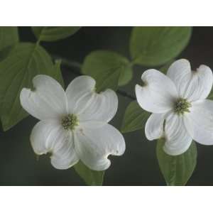  Dogwood Flowers (Cornus Florida), North America Stretched 