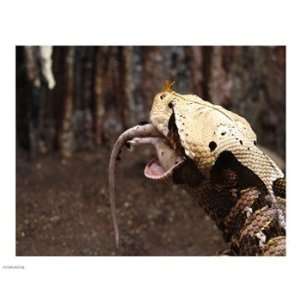  Gaboon Viper Rhinoceroceros 10.00 x 8.00 Poster Print 