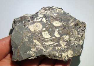 IDD fossils MARSTON MAGNA MARBLE promicroceras ammonite  