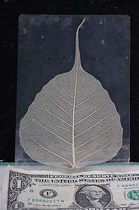 Bodhi tree leaf Bo ficus religiosa sacred Buddha leave old antique 