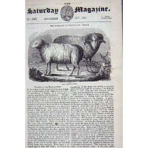  1837 MERINO SHEEP ANIMALS ANTIQUE PRINT