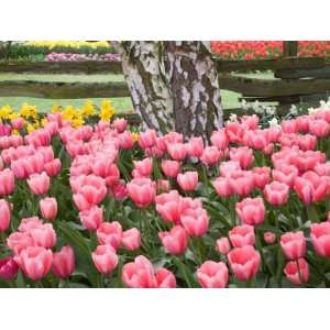 Tulip and Daffodil Garden at Tulip Festival, Skagit Valley, Washington 