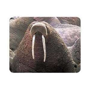  Walrus Coasters