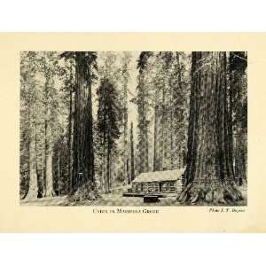   National Forest California Sequoia Tree   Original Halftone Print