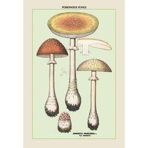    Vintage Art Poisonous Fungi Fly Amanita   04900 6