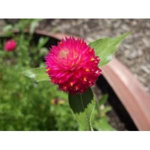   AMARANTHUS MIX Gompherena Globosa Flower Seeds Patio, Lawn & Garden