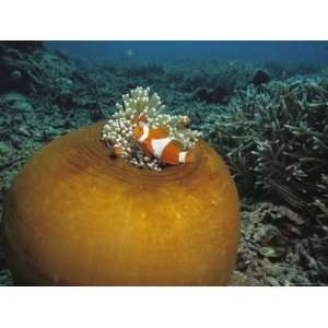  Clown Anemonefish Swim Past a Large Sea Anemone National 