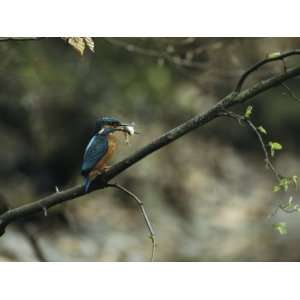  River Kingfisher Sitting on a Tree Branch with a Fish in 