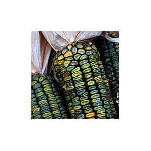  Corn Oaxacan Green Dent (100 Seeds) Patio, Lawn & Garden