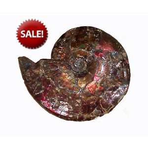  21 Feng Shui Ammonite Fossil #221
