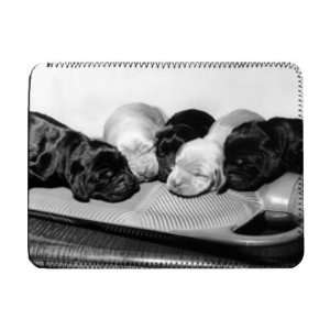  One day old Cocker Spaniel puppies share a   iPad Cover 