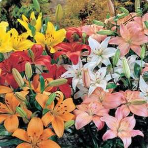  ASIATIC LILY HYBRIDS color mix 50 seeds Patio, Lawn 
