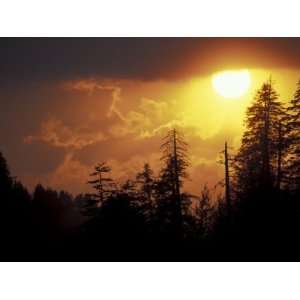  Mountain top Trees Silhouetted at Sunset, Great Smoky Mountains 