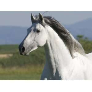  Grey Andalusian Stallion Running in Field, Longmont 