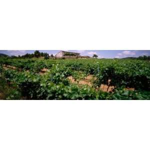  Vine Crop in a Field, Vilafranca Del Penedes, Catalonia 