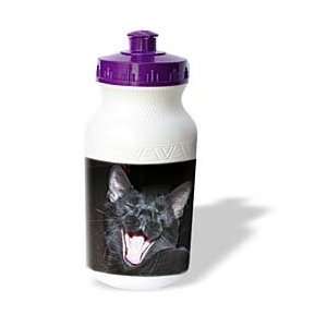 Sandy Mertens Cat Designs   Black Cat Yawning   Water Bottles  