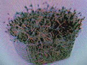 ORGANIC ALFALFA SPROUTS SEEDS GROW YOUR OWN  