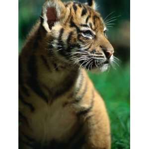  Sumatran Tiger Cub at Taronga Zoo, Sydney, Australia 