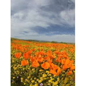  Road through Poppies, Antelope Valley, California, USA 