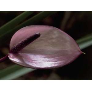  Close Up of a Flower of Anthurium Genus Photographic 