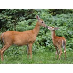  White Tailed Fawn Nipping Mothers Nose Photographic 