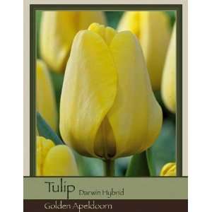  Tulip Darwin Hybrid Golden Apeldoorn Patio, Lawn & Garden