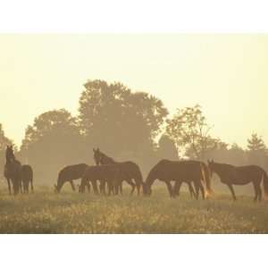 Thoroughbred Race Horses at Sunrise, Louisville, Kentucky, USA Premium 