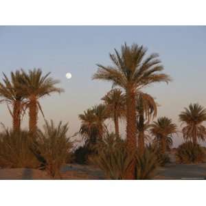 Framed by Palm Trees, the Moon Rises over the Sahara Desert Stretched 