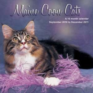  2011 Cat Calendars Maine Coon Cats   16 Month   30x30cm 