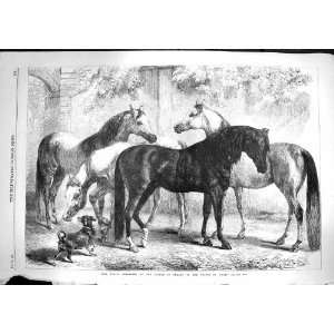  1867 Arab Horses Sultan Turkey Prince Wales Animals