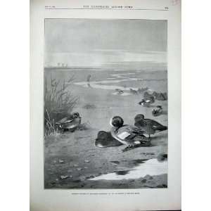  1896 Wildfowl Ducks Birds Mud Flats Sport Thorburn