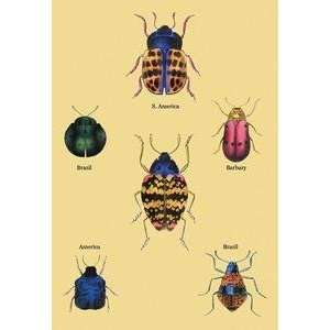  Vintage Art Beetles of Barbary and the Americas #2   17949 